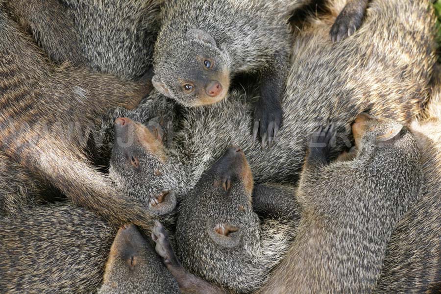 Banded mongoose - siesta huddle, Uganda.