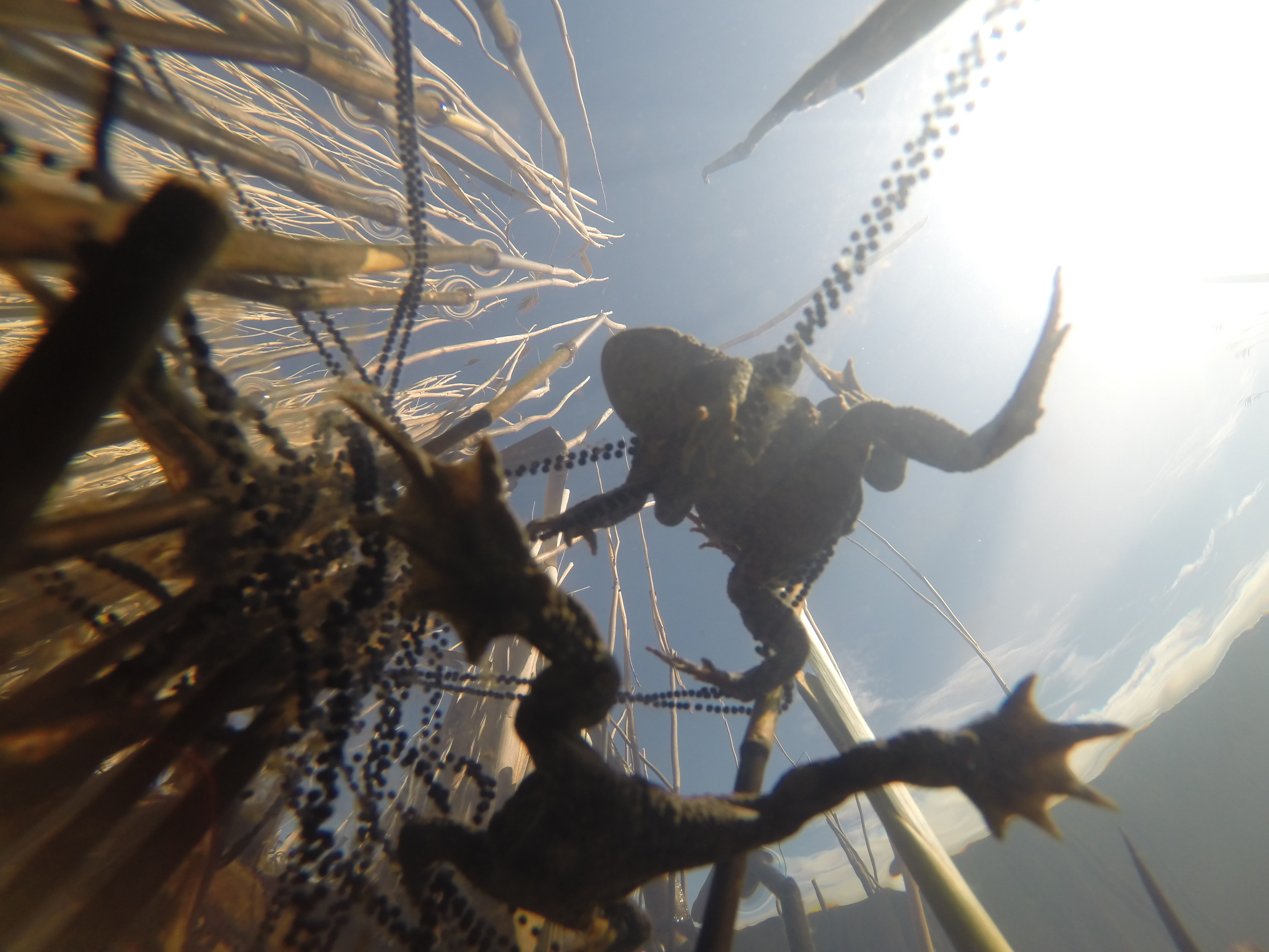 In spare time I've been filming for <a href="http://www.avonwildlifetrust.org.uk">Avon Wildlife Trust</a> to promote the work they do and the reserves they look after.