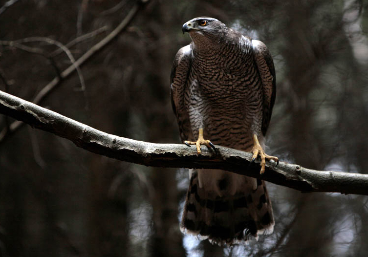 In September I filmed some goshawk sequences for a film based on Helen Macdonald's book "H is for Hawk" produced by <a href= "http://www.mikebirkhead.com"> Mike Birkhead Associates </a> for BBC 2's 'The Natural World' series.