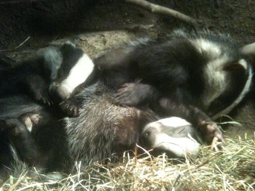 In April 2013 I did some filming for a series looking at the secret lives underground of some of our best known wild animals. <a href="http://www.dragonfly.tv">
Dragonfly Films </a> for BBC 1.