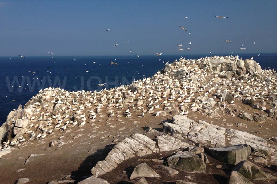 In July I camped for a week on Greater Saltee island off Wexford which is home to thousands of breeding gannets. My collaborator was Christian Staunton and we were fantastically lucky with the weather. The brief was to get extreme slow motion shots of the gannets using a Phantom high speed camera. This is part of a forthcoming special on Ireland by Wicklow-based <a href="http://www.ctlfilms.com"> Crossing The Line Films. </a>