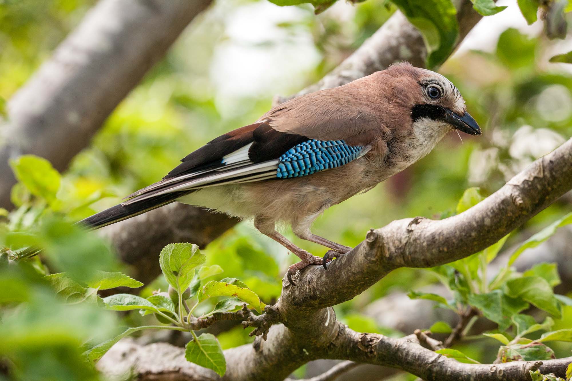 This is a short film I made in my partner's garden in Bristol during lockdown. Avon Wildlife Trust are using it across their social media to encourage wildlife-friendly gardeners. Watch it <a href = "http://www.johnwaters.tv/video/index.php? vimeo_id=492451181"> here.</a>