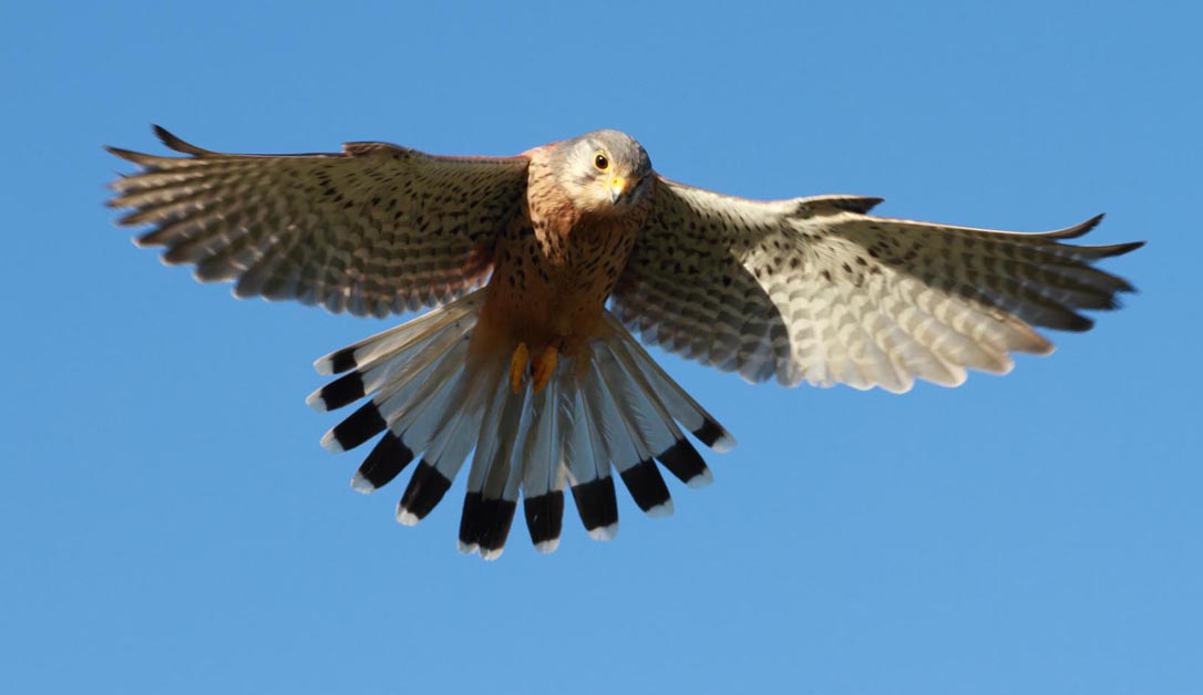 In 2019/20 I filmed various sequences for Plimsoll Productions' series for Apple TV about the smaller creatures that are key players in the natural world.