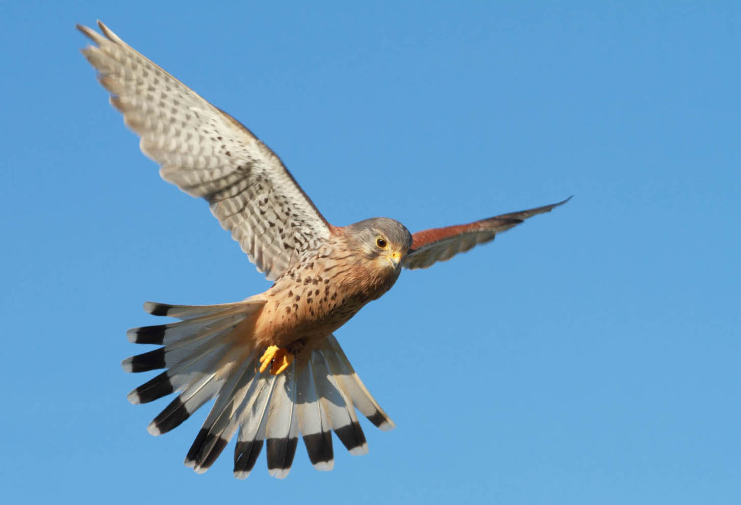 June, July and September saw shoots for a new ITV series produced by <a href="http://www.oxfordscientificfilms.tv">Oxford Scientific Films</a>. Locations in Essex,Yorkshire and Scotland. I got to use a Phantom Miro high-speed camera for he first time - filming at 1500 frames per second which slows down action by a factor of 60. UPDATE: "Nature Nuts with Julian Clary" goes out on ITV at 7pm. Ep. 1 Sunday 2nd Aug. Ep. 2 Sunday 9th Aug. Ep. 3 Sunday 16th Aug.