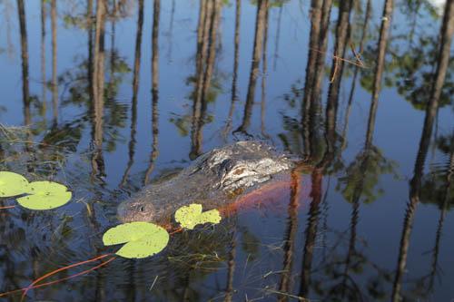 In May 2012 I started filming on two films about American swamps â€¦ the Okefenokee in Georgia, and the Atchafalaya in Louisiana. Produced by Skyvision for National Geographic and Animal Planet. Delivery June 2013. Watch clips on <a href="http://johnwaters.tv/video">Video Gallery</a>