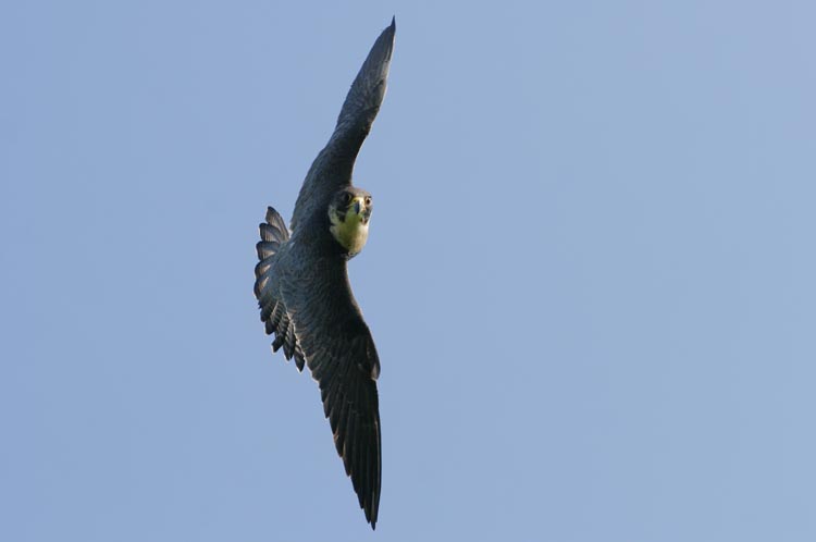 I have been filming for David Attenborough's next 3D special about the evolution of flight by <a href="http://www.atlanticproductions.tv">Atlantic Productions </a> for Sky TV. Using Red Epic and Canon prime lenses. More details coming soon ...