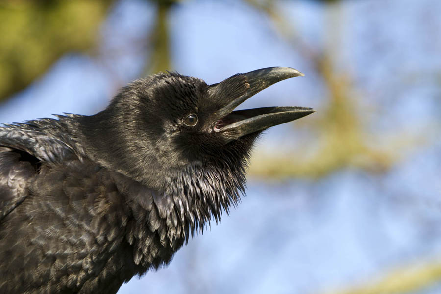 In July I filmed a Raven, called Bran, for a new title sequence for a BBC Scotland show for CBBC series called (appropriately enough) - " Raven"