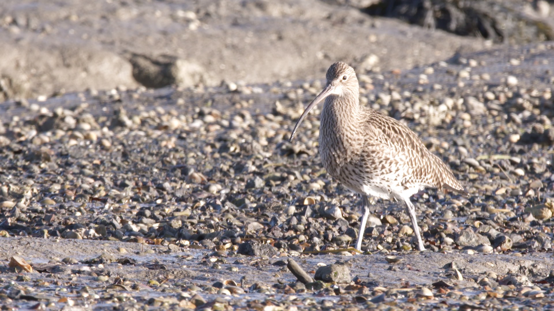 Singer/songwriter David Gray tells the story of our Curlews in winter. Six minutes long ... watch it <a href="http://youtu.be/6DNHWjYvpas">here</a>.