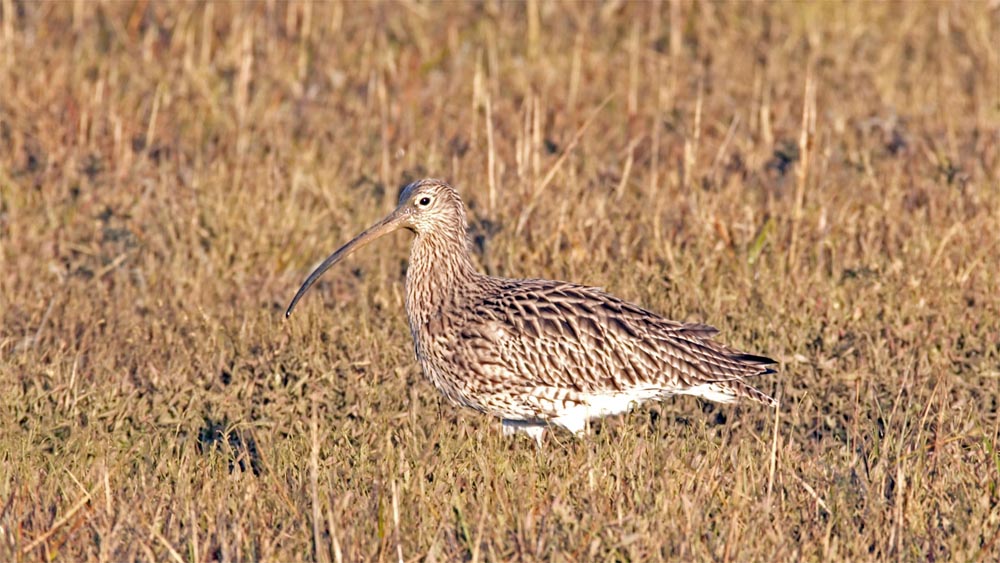 In December I started on a series of short films with Mary Colwell, author of <a href="https://www.nhbs.com/curlew-moon-book"> Curlew Moon </a> to highlight their dramatic decline in the UK & Ireland, and the steps being taken to save them. Find out more <a href="https://www.curlewaction.org"> here. </a> 
