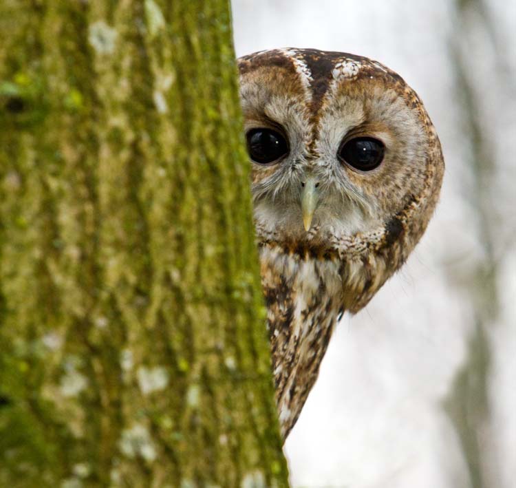 In May I filmed for a forthcoming Natural World about Owls. Including hatching of barn owl chicks at the <a href="http://www.hawk-conservancy.org"> Hawk Conservancy </a> near Andover.
