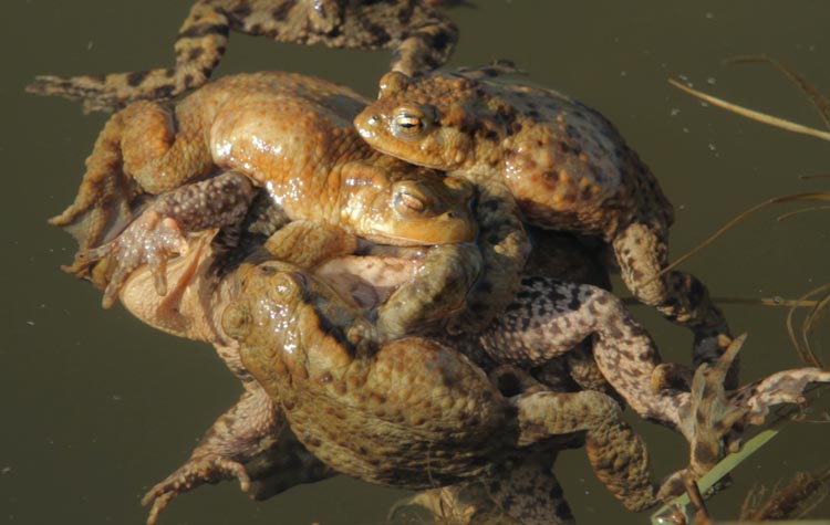 In April I filmed a mass spawning of toads on the Mendips at the site of an old lead-mining works. Broadcast BBC 2 June 4th 8.00pm. Watch it <a href ="http://johnwaters.tv/video/index.php?vimeo_id=135142467"> here </a>.