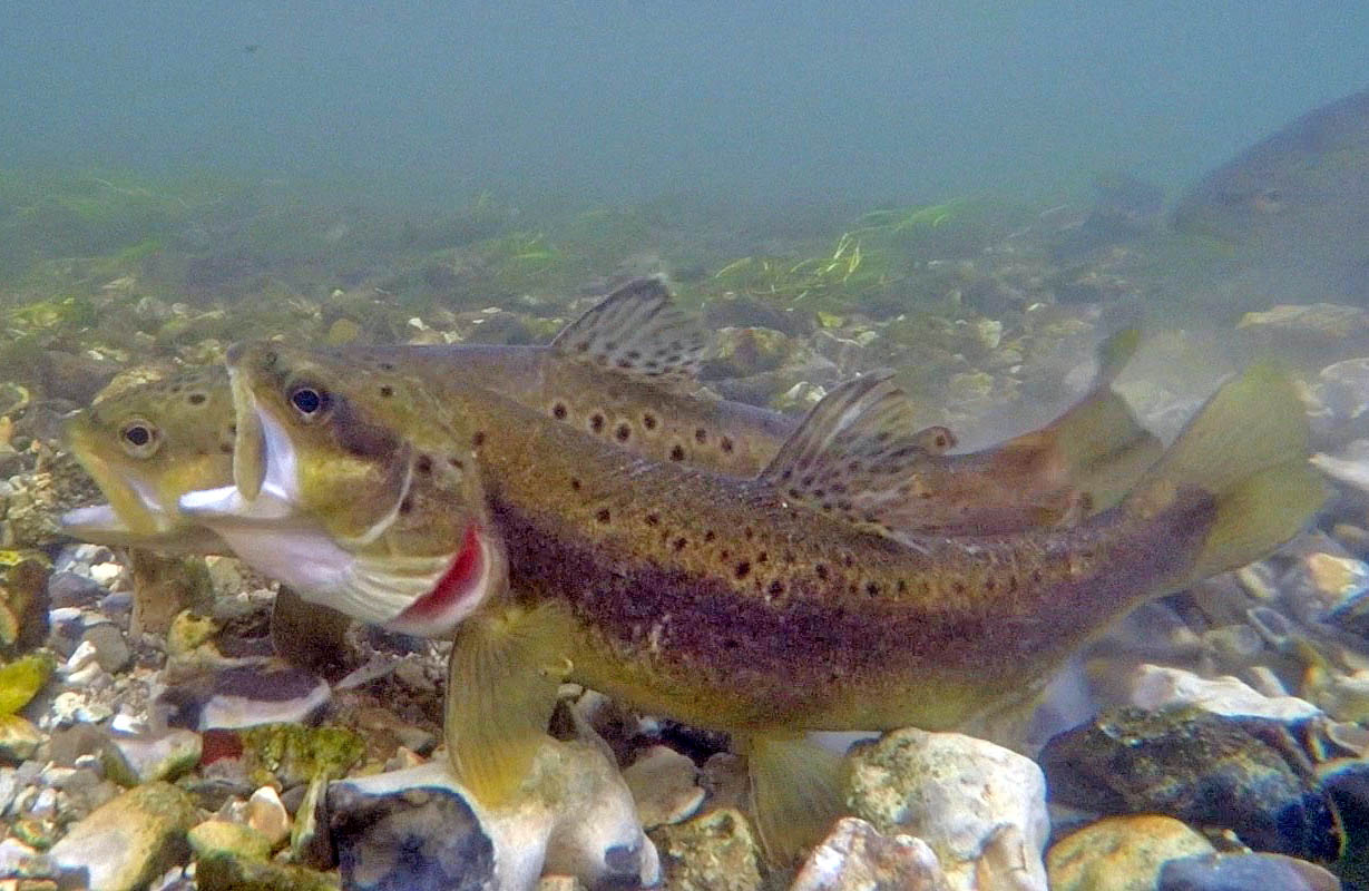 In February I managed (at last!) to film Brown Trout spawning for a piece about a chalkstream awakening as Spring approaches. For BBC's Springwatch 2017. You can watch it <a href="http://johnwaters.tv/video/index.php?vimeo_id=242133639"> here. </a>