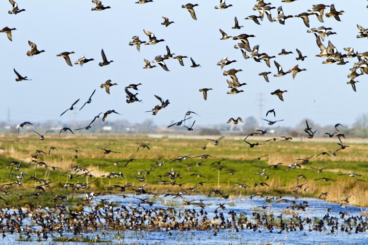 In December I filmed a piece for BBC's Winterwatch ... a personal portrait of winter on the Somerset Levels. It was broadcast on Jan 19th - on the opening programme of the series. Watch it <a href="http://www.johnwaters.tv/video/index.php?vimeo_id=120894781"> here </a>