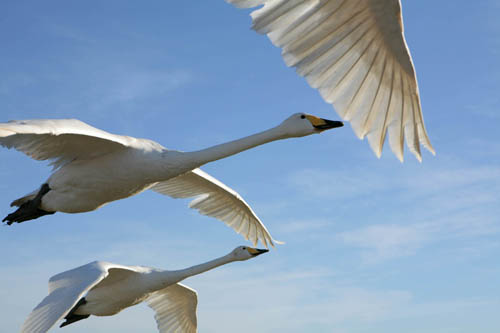 Congratulations to <a href="http://www.ctlfilms.com">Crossing The Line Films</a> for this beautiful, laid-back exploration of the River Shannon. It won not only the Golden Panda for Best Film but also awards for Best Cinematography and Best Script. Glad to have been involved in filming the whooper swans.